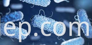 lactobacillus helveticus2